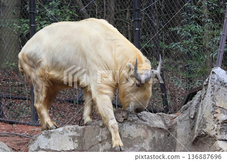 金羚 金羚 136887696