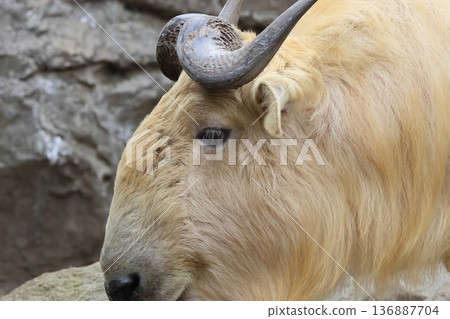 Golden Takin Golden Takin 136887704