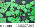Purple water lily buds ready to bloom green leaves floating on pond nature background floral garden botany aquatic plant summer season view 136887805