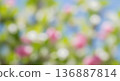 blurred background blooming apple tree branches with pink flowers green leaves and blue sky soft spring garden texture natural floral sunny day 136887814