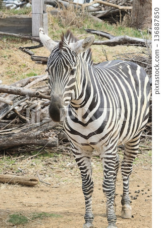 zebra zebra 136887850