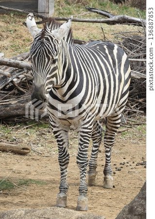 zebra zebra 136887853
