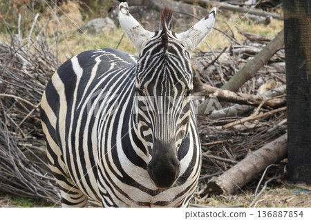 zebra  136887854