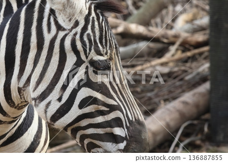 zebra  136887855