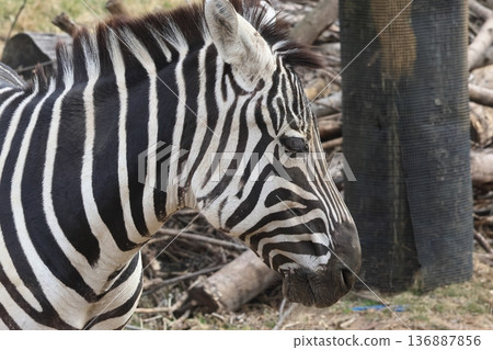 zebra zebra 136887856