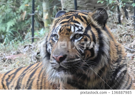 Sumatran tiger 136887985