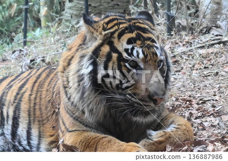Sumatran tiger 136887986