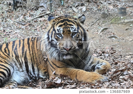 Sumatran tiger Sumatran tiger 136887989