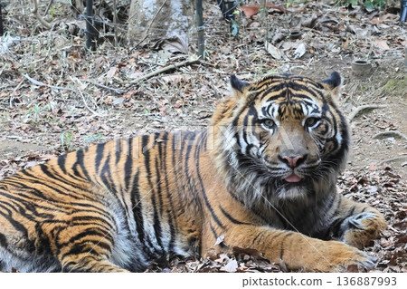 Sumatran tiger Sumatran tiger 136887993
