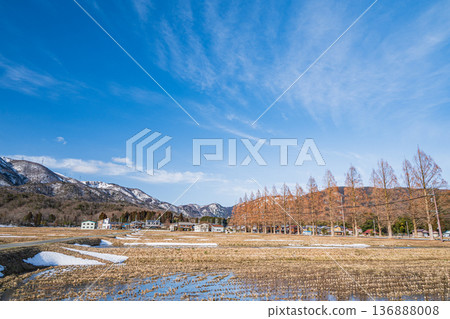 Metasequoia Avenue, New 100 Views of Japanese Street Trees, Makino Town, Takashima City, Shiga Prefecture Metasequoia Avenue, New 100 Views of Japanese Street Trees, Makino Town, Takashima City, Shiga Prefecture 136888008