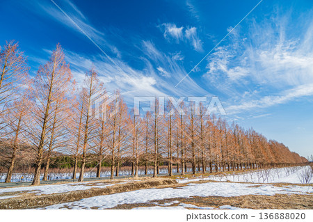 Metasequoia Avenue, New 100 Views of Japanese Street Trees, Makino Town, Takashima City, Shiga Prefecture 136888020