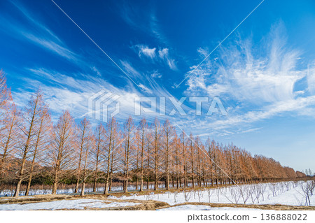 Metasequoia Avenue, New 100 Views of Japanese Street Trees, Makino Town, Takashima City, Shiga Prefecture 136888022