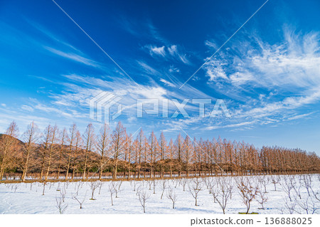 Metasequoia Avenue, New 100 Views of Japanese Street Trees, Makino Town, Takashima City, Shiga Prefecture 136888025