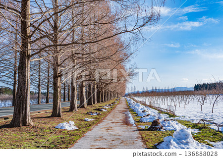 水杉大道,日本街道樹木百景新篇章,牧野町,高島市,滋賀縣 水杉大道,日本街道樹木百景新篇章,牧野町,高島市,滋賀縣 136888028
