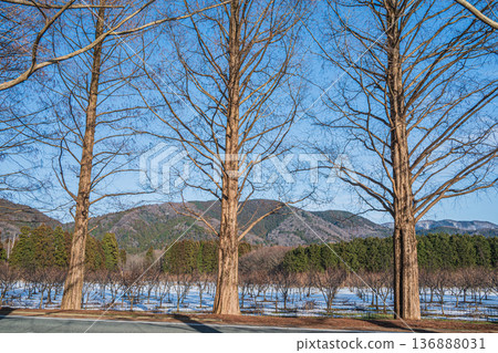 Metasequoia Avenue, New 100 Views of Japanese Street Trees, Makino Town, Takashima City, Shiga Prefecture 136888031