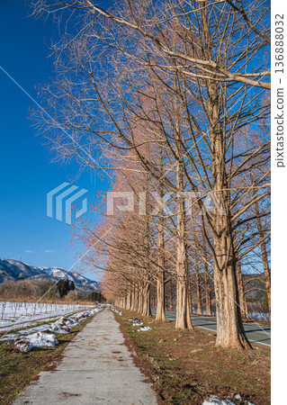 Metasequoia Avenue, New 100 Views of Japanese Street Trees, Makino Town, Takashima City, Shiga Prefecture 136888032