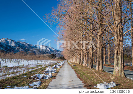 Metasequoia Avenue, New 100 Views of Japanese Street Trees, Makino Town, Takashima City, Shiga Prefecture 136888036