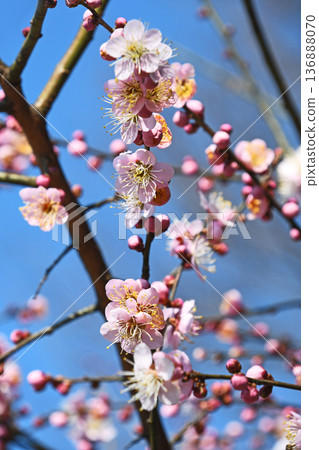 叼著梅花 叼著梅花 136888070