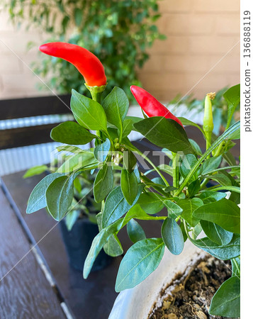 A close-up of a potted hot pepper plant showcasing ripe red fruits and vibrant green leaves, set against a beige brick wall in a summer caf . 136888119