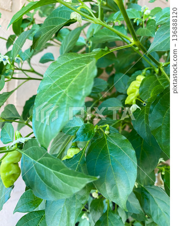 A close-up of a potted hot pepper plant displaying green fruits and lush green leaves, set against a beige brick wall in a summer caf . 136888120