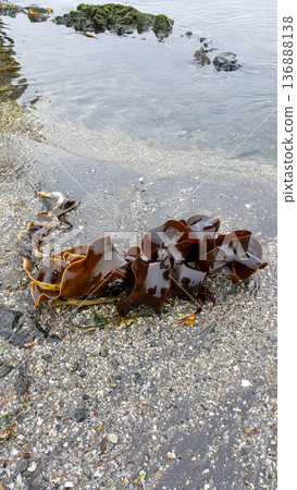 A close-up of a piece of seaweed washed ashore on the Pacific coastline of the Kuril Islands, surrounded by vibrant algae and contrasting black volcanic sand. A close-up of a piece of seaweed washed ashore on the Pacific coastline of the Kuril Islands, surrounded by vibrant algae and contrasting black volcanic sand. 136888138