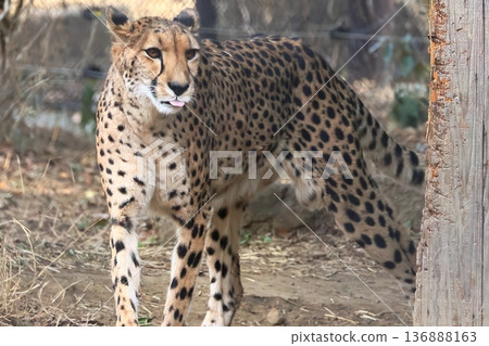 獵豹 獵豹 136888163
