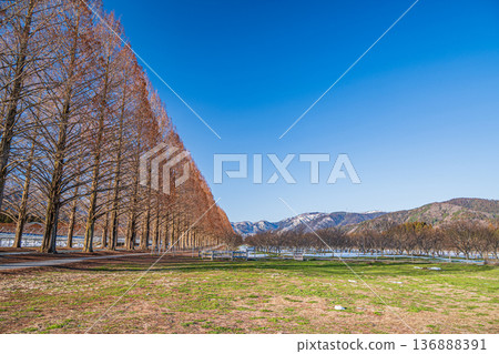 Metasequoia Avenue, New 100 Views of Japanese Street Trees, Makino Town, Takashima City, Shiga Prefecture Metasequoia Avenue, New 100 Views of Japanese Street Trees, Makino Town, Takashima City, Shiga Prefecture 136888391