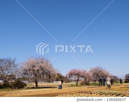 藍天下，垂枝梅樹成排排列－春日公園美景，留有充足的文字空間 136888637