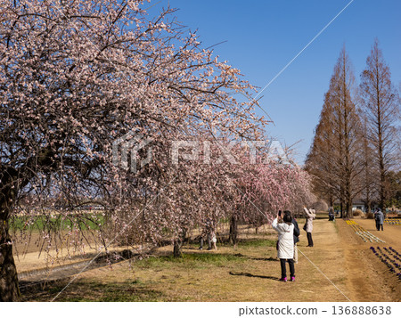 Spring park scenery with weeping plum trees and metasequoia trees lined up along a walking path under a blue sky Spring park scenery with weeping plum trees and metasequoia trees lined up along a walking path under a blue sky 136888638