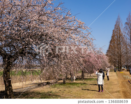 Spring park scenery with weeping plum trees and metasequoia trees lined up along a walking path under a blue sky Spring park scenery with weeping plum trees and metasequoia trees lined up along a walking path under a blue sky 136888639