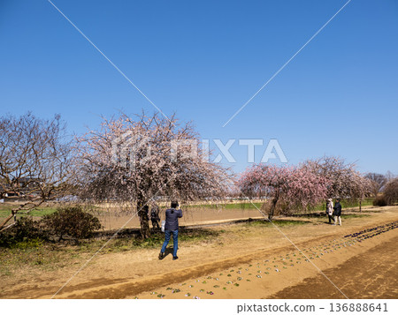 A spring park scene with clear skies and weeping plum trees - a peaceful day for an outing 136888641