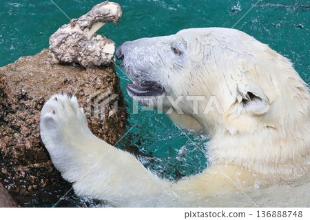 Polar bears Polar bears 136888748