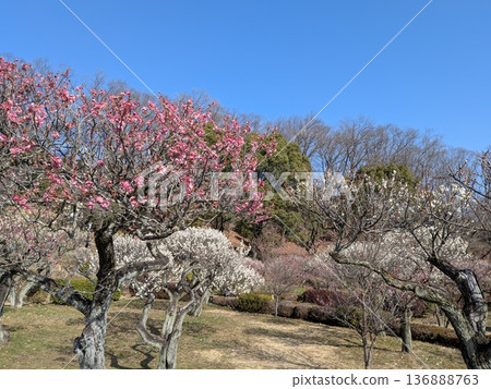 Plum blossoms at Yakushiike Park (a famous plum blossom spot in Tokyo) Plum blossoms at Yakushiike Park (a famous plum blossom spot in Tokyo) 136888763