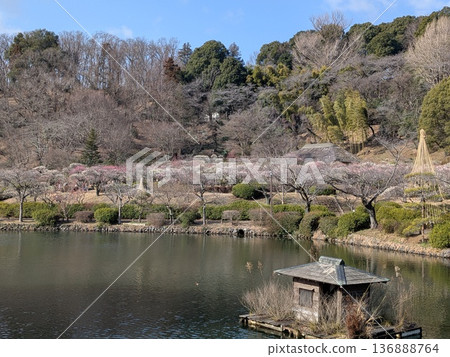 Plum blossoms at Yakushiike Park (a famous plum blossom spot in Tokyo) Plum blossoms at Yakushiike Park (a famous plum blossom spot in Tokyo) 136888764