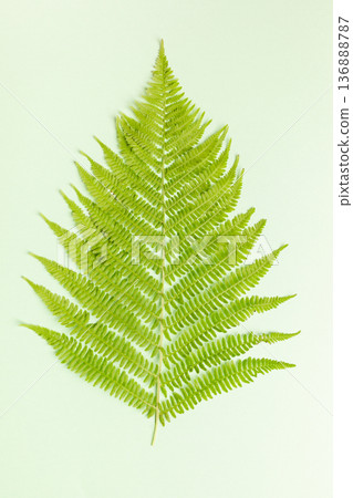 Green fern leaf on light background, showcasing detailed leaf structure Green fern leaf on light background, showcasing detailed leaf structure 136888787