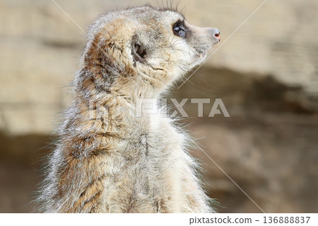 狐獴 狐獴 136888837