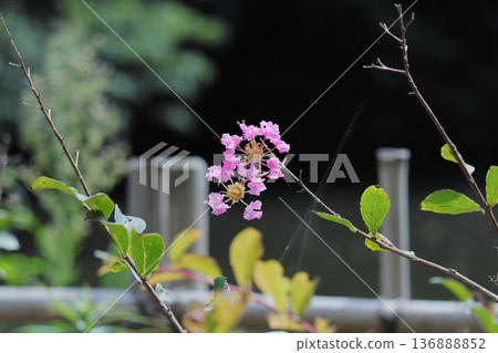 夏日色彩繽紛的紫薇花和綠色背景 136888852