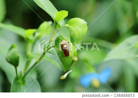 Stink bugs are small insects that live in nature Stink bugs are small insects that live in nature 136888853