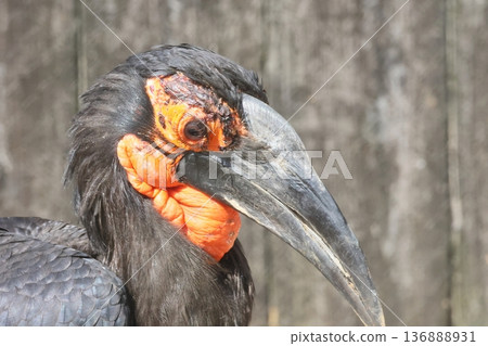 Southern hornbill 136888931