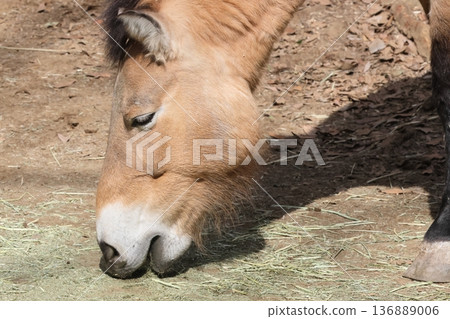 普氏野馬 普氏野馬 136889006