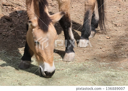 普氏野馬 普氏野馬 136889007