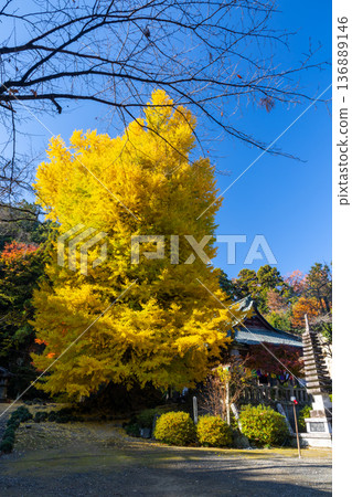岩殿觀音,埼玉縣東松山市。岩殿山正法寺觀音殿前有一棵黃葉藍天的大銀杏樹。 岩殿觀音,埼玉縣東松山市。岩殿山正法寺觀音殿前有一棵黃葉藍天的大銀杏樹。 136889146