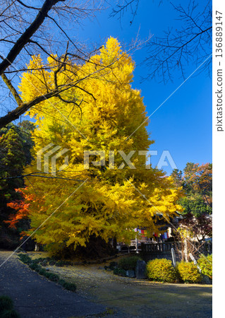 岩殿觀音,埼玉縣東松山市。岩殿山正法寺觀音殿前有一棵黃葉藍天的大銀杏樹。 岩殿觀音,埼玉縣東松山市。岩殿山正法寺觀音殿前有一棵黃葉藍天的大銀杏樹。 136889147