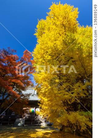 埼玉縣東松山市岩殿觀音 - 岩殿山正法寺觀音殿前的大銀杏樹和紅楓樹的黃葉 埼玉縣東松山市岩殿觀音 - 岩殿山正法寺觀音殿前的大銀杏樹和紅楓樹的黃葉 136889149