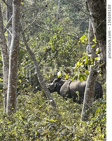 Wild rhinos on a jeep safari tour in Chitwan National Park, Nepal 136889188