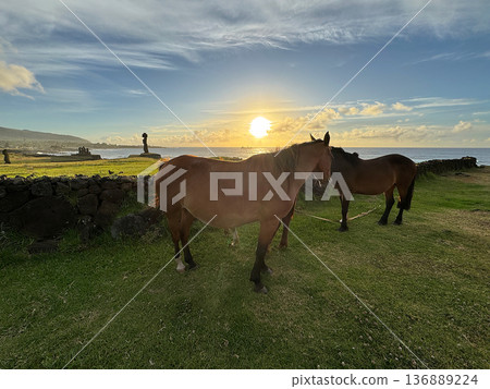 Easter Island Horses, Tahai Ceremonial Village at Sunset, November 2025 Easter Island Horses, Tahai Ceremonial Village at Sunset, November 2025 136889224