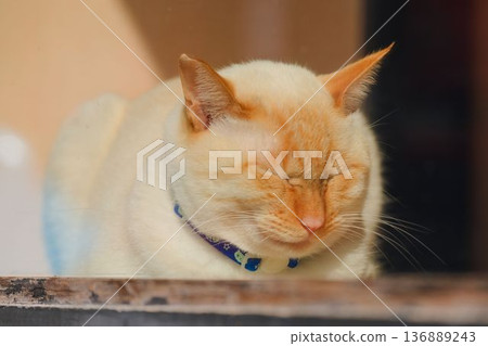 Sunny place 136889243