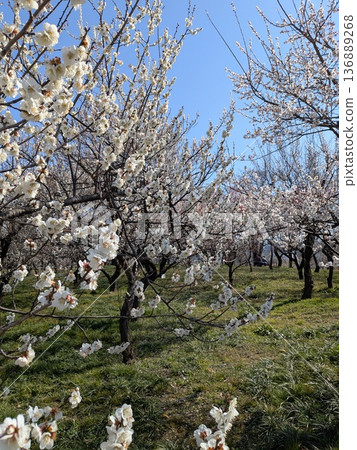 東京著名的梅花觀賞地(府中市地方森林) 東京著名的梅花觀賞地(府中市地方森林) 136889268