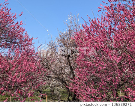 東京著名的梅花觀賞地（府中市地方森林） 136889271