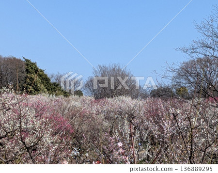 東京著名的梅花觀賞地（府中市地方森林） 136889295